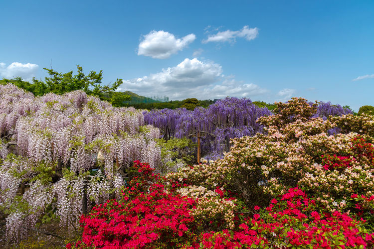 Full bloom of wisteria blossom trees and indian azaleas  rhododendron simsii flowers in springtime