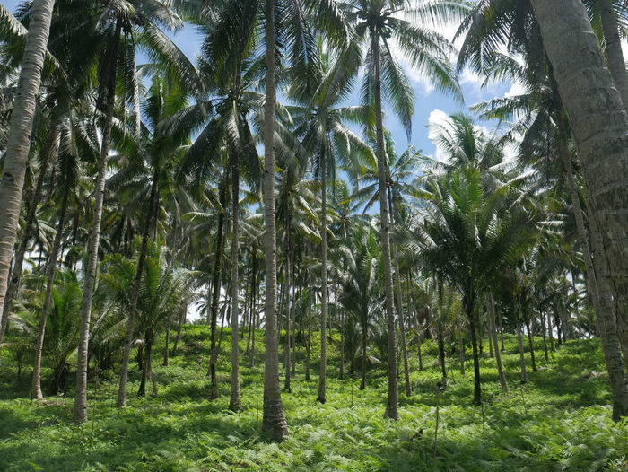 Trees in forest