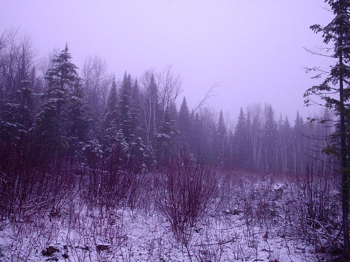 Bare trees in winter against sky