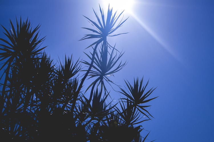 Low angle view of silhouette plants against blue sky