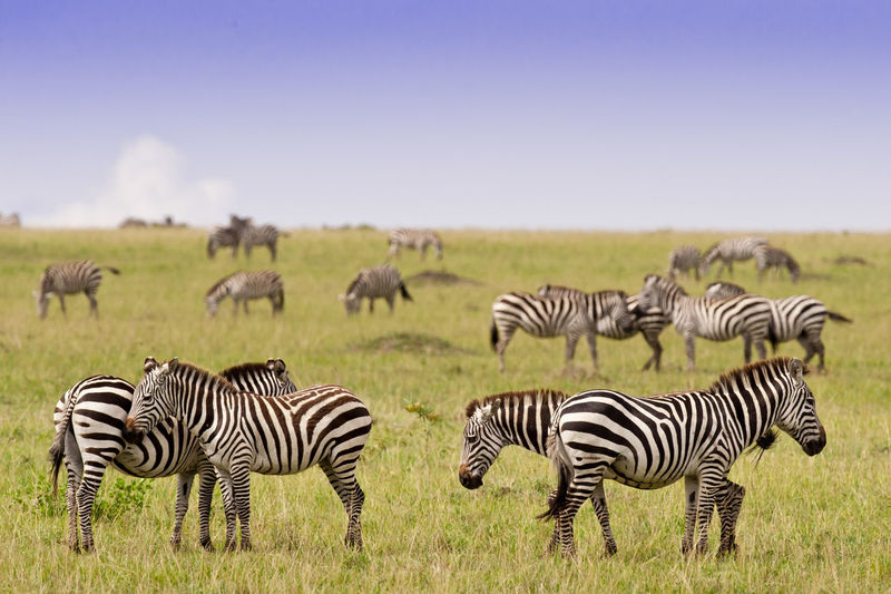Zebras standing on grassy land against sky