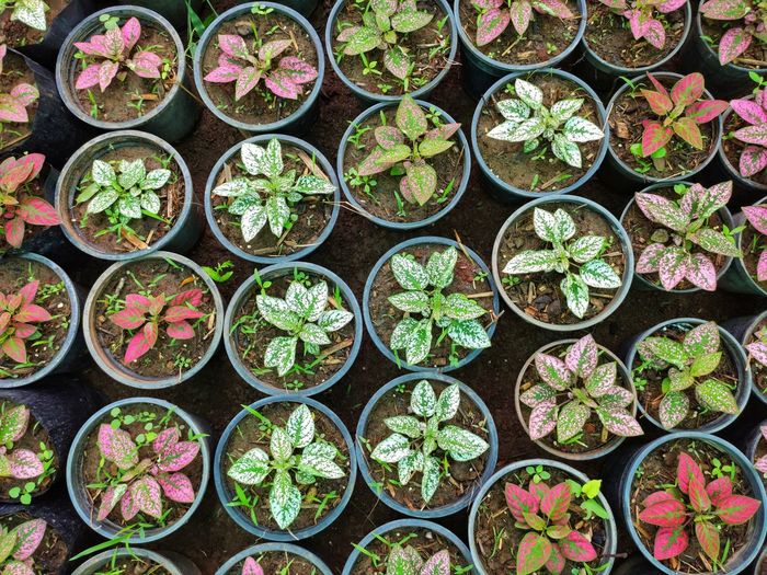 Full frame shot of potted plants