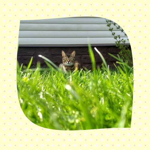 Digital composite image of a cat