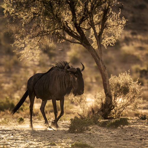 Blue wildebeest standing in field at evening