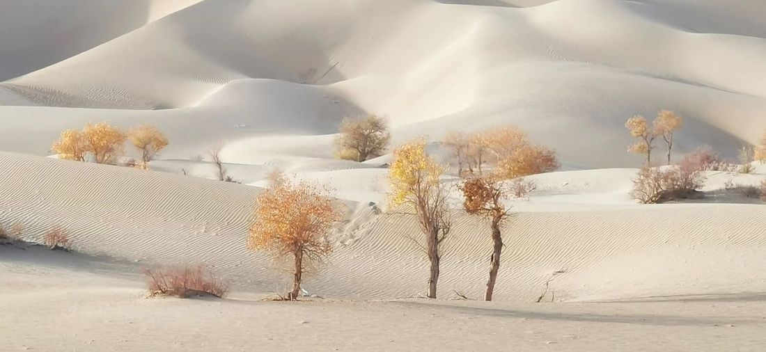 Snow covered land and trees against sky