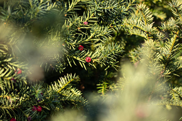 Close-up of juniper tree with berries