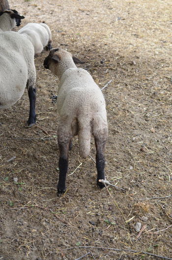 High angle view of sheep on field