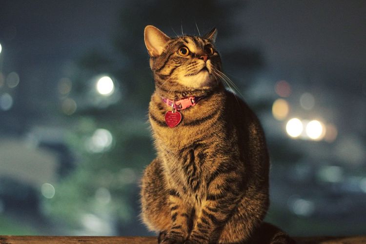 Close-up of cat yawning