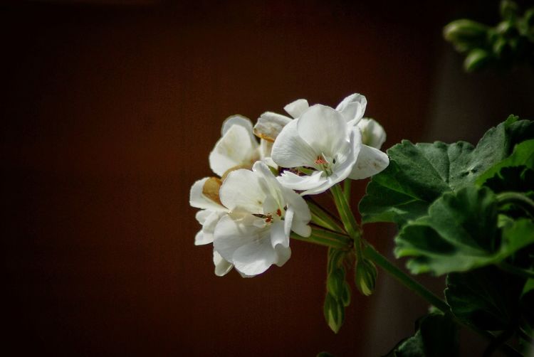 Close-up of white flowers