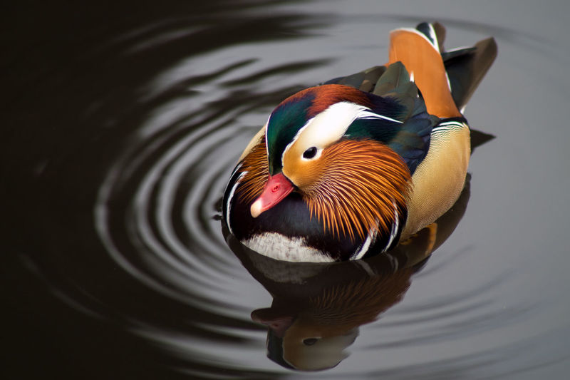 Close-up of mandarin duck swimming in lake
