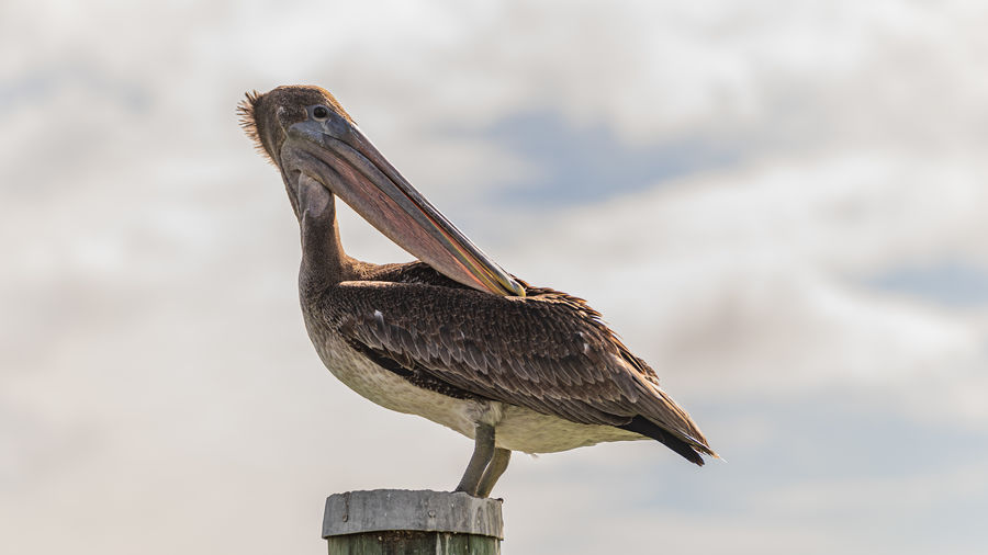 Close-up of bird perching on wooden post against sky