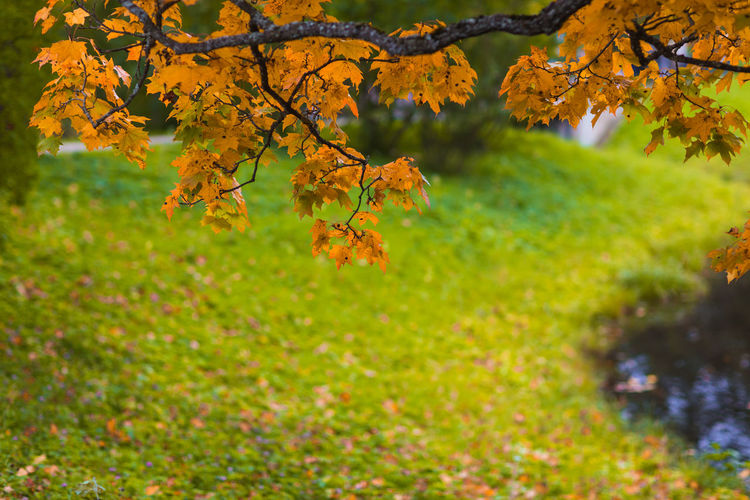 Close-up of autumn tree on field