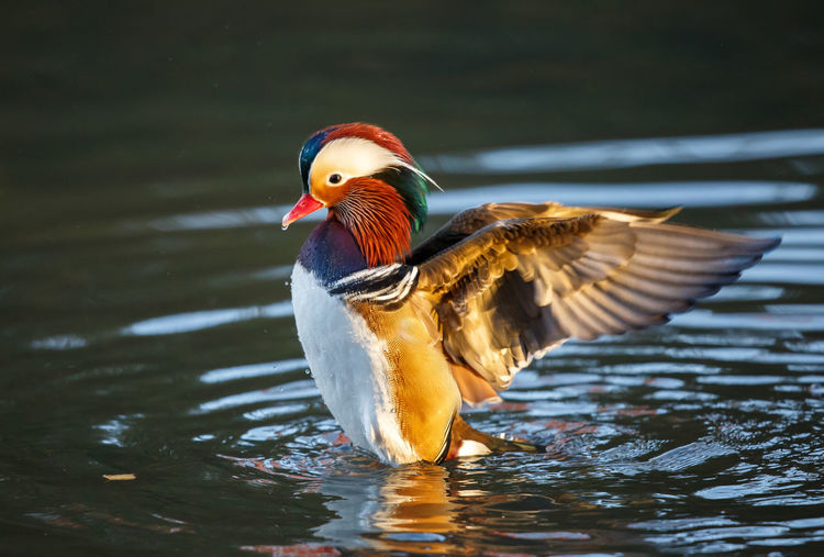 Close-up of mandarin duck flapping wings in lake