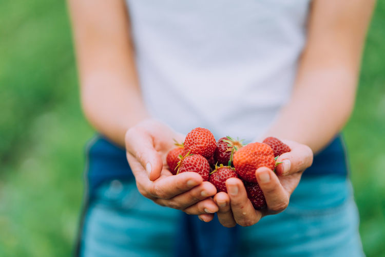 Girl is holding ripe red strawberries at a u-pick farm