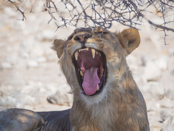 Close-up portrait of lioness yawning, etosha national park, namibia