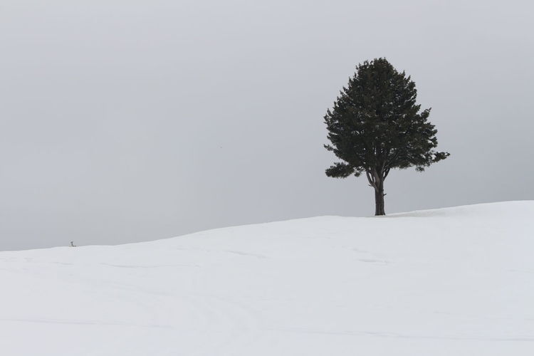Tree on snow covered field against sky during winter