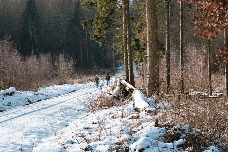 Winterwalk in the forest.