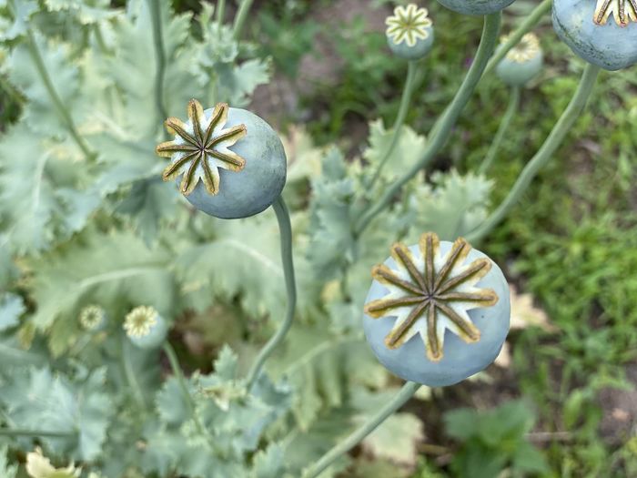Close-up of white poppy flowers
