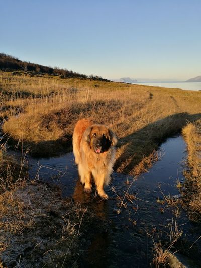 Portrait of leonberger dog standing in water against clear sky