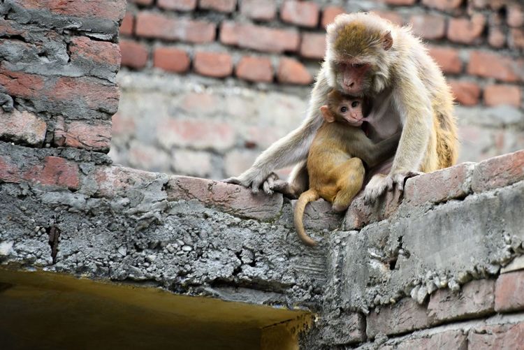 Monkey with infant sitting on brick wall