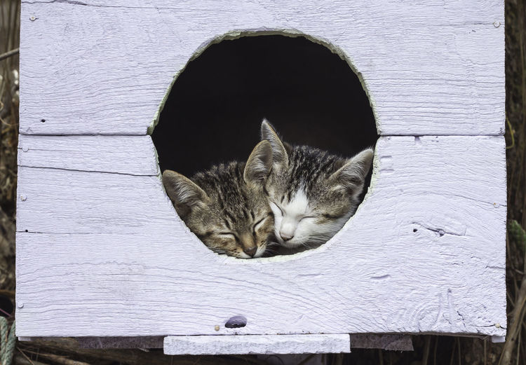 Two kitten sleeping on a birdhouse.