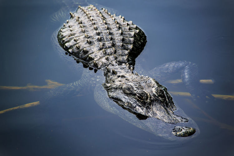 High angle view of alligator swimming in lake