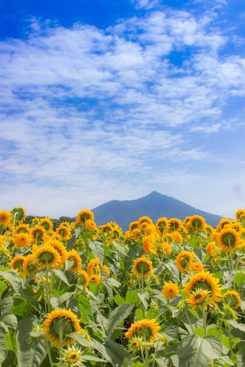 Yellow flowers blooming on field against sky