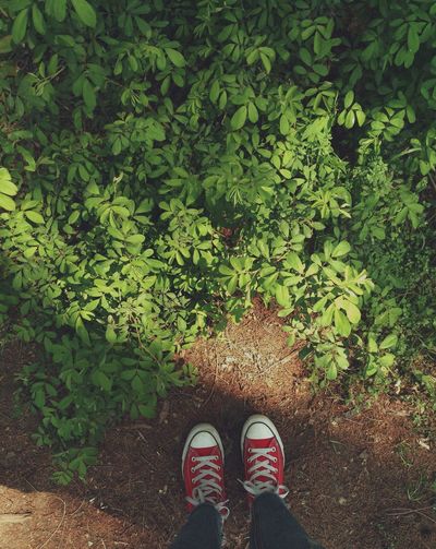 Low section of person wearing shoes by plants