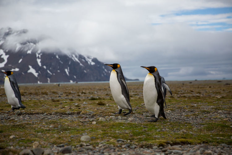 Penguins perching on field against snowcapped mountains