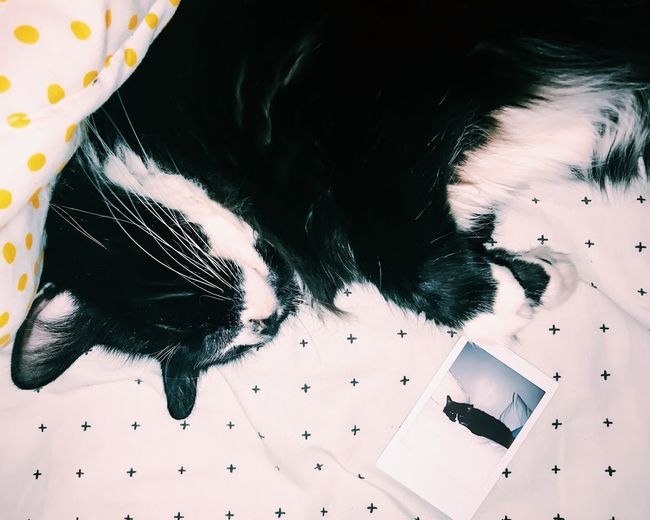 High angle view of cat sleeping next to photo of itsefl