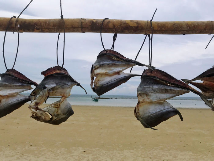 Close-up of fish on beach against sky