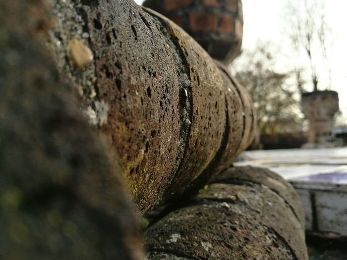 Close-up of tree