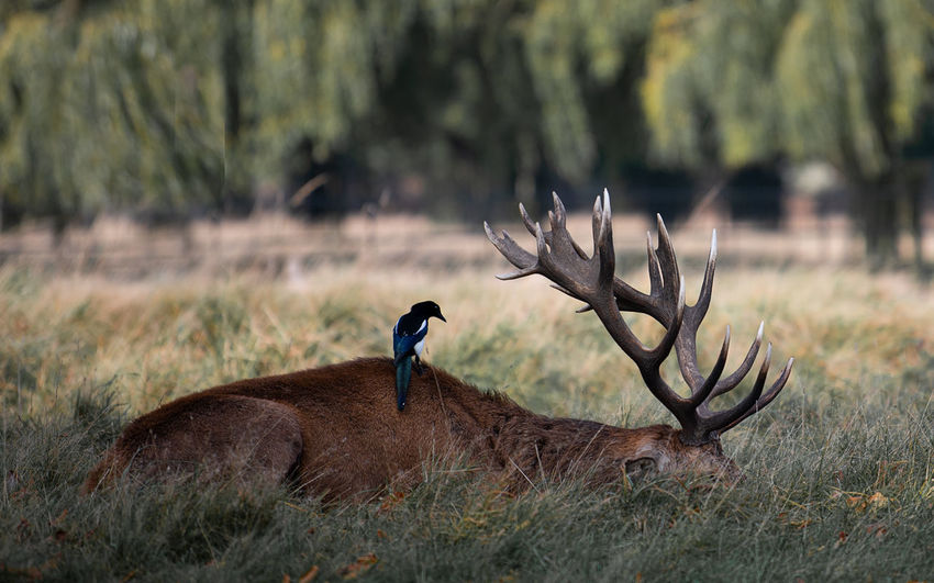 A magpie feeding on parasites in the fur of a red stag deer in bushy park, teddington