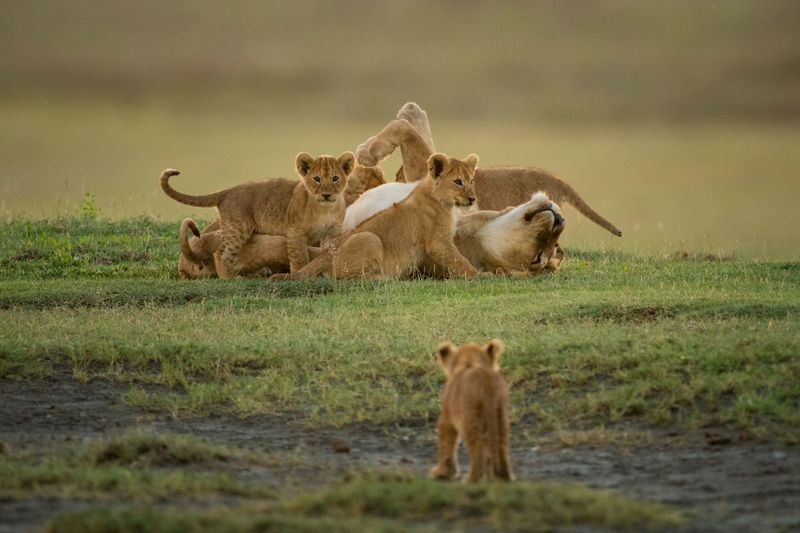 Cub approaches others surrounding lioness on grass