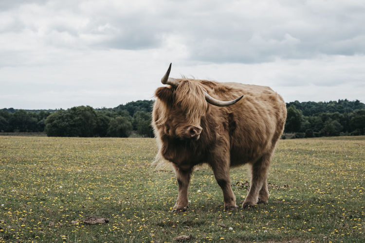 Front view of the highland cattle standing in a field inside the new forest park in dorset, uk.