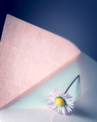 High angle view of pink flower on table