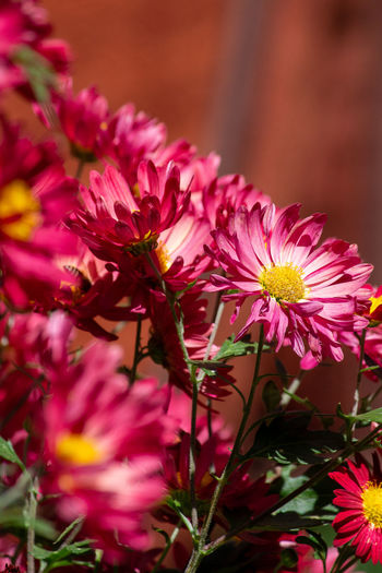 The blooming pink daisies - macro photography series