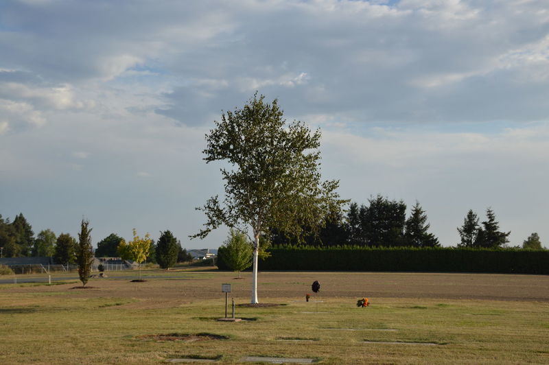 Trees on field against sky