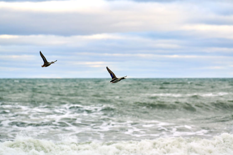 Mallard waterfowl birds flying over sea water. anas platyrhynchos, mallard duck. hovering birds, sky
