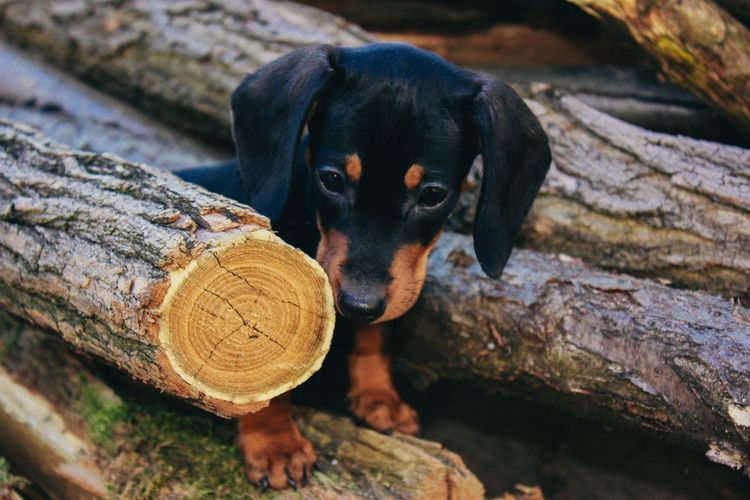 Close-up of dog on tree stump