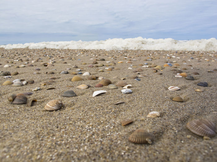 Surface level of shells on beach