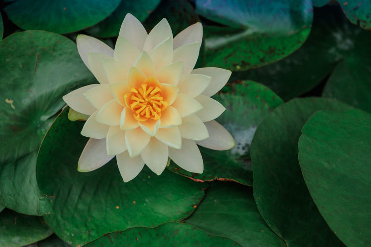 High angle view of yellow water lily lotus