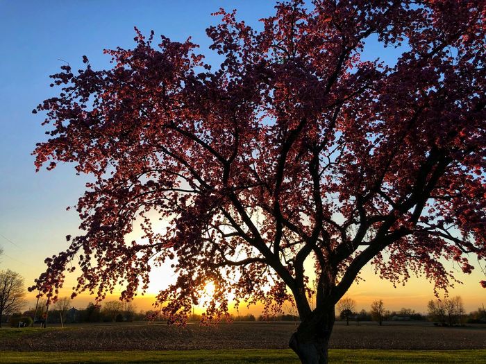 Tree in field during sunset