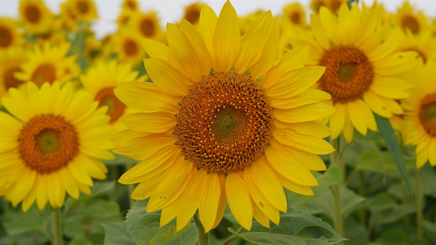 Close-up of yellow sunflower