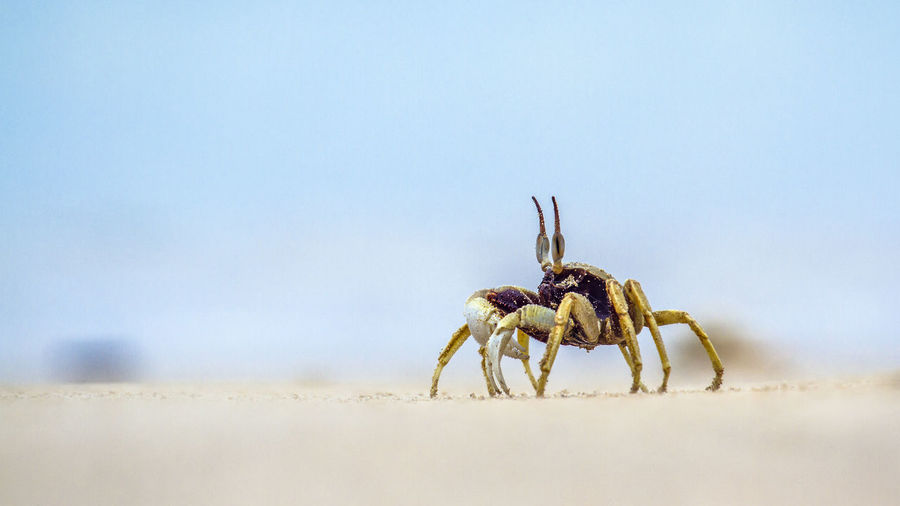 Close-up of spider on beach