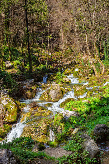 Scenic view of stream in forest