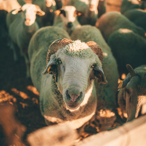 Portrait of sheep at farm