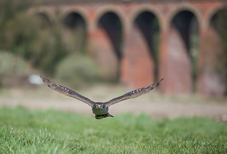 Close-up of falcon in flight over grass