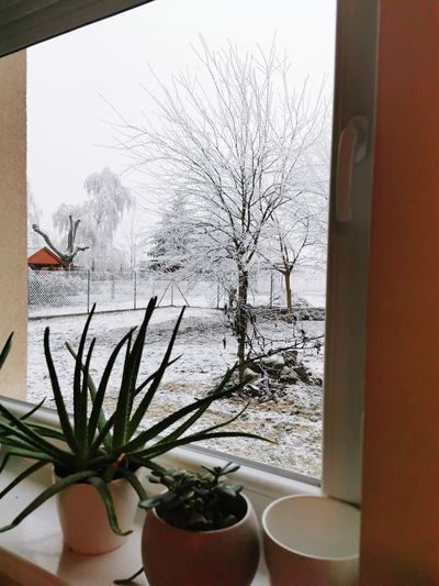 Plants and trees by window during winter