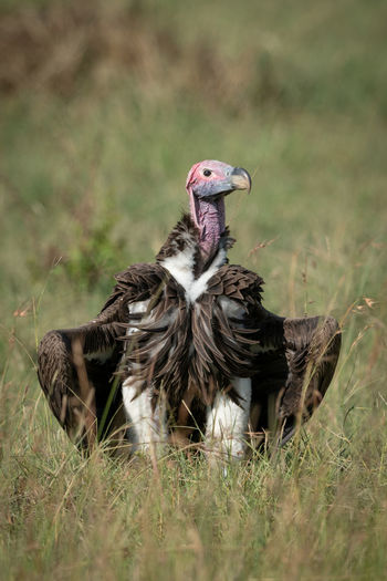 Lappet-faced vulture perching field